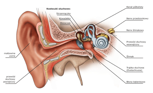 Budowa oraz anatomia ucha z podziałem na ucho zewnętrzne, ucho środkowe i ucho wewnętrzne.